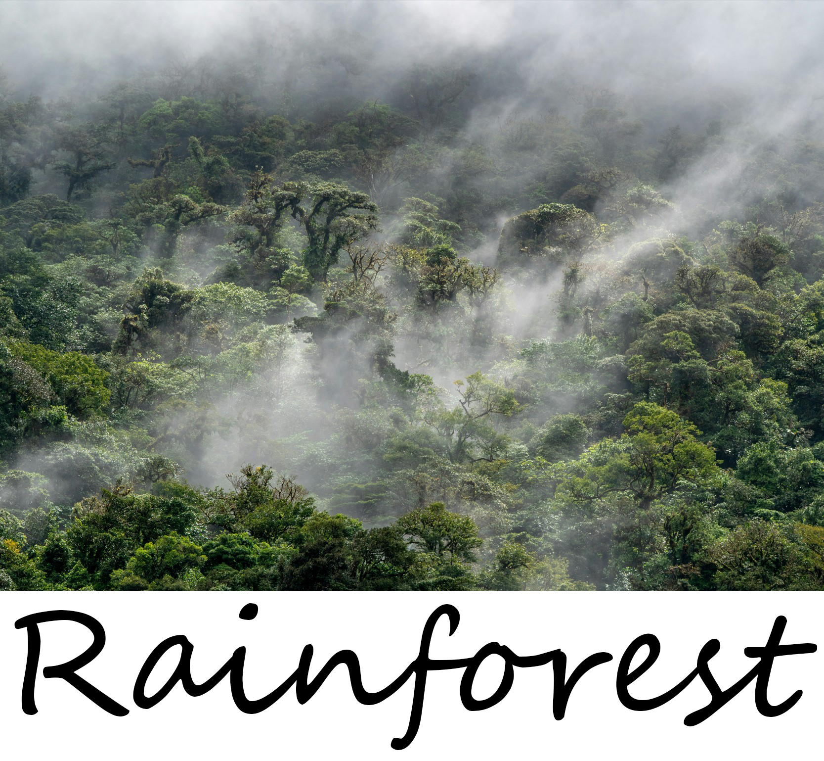 TreeFullWide_Rainforest normal TreeFullWide_Rainforest normal