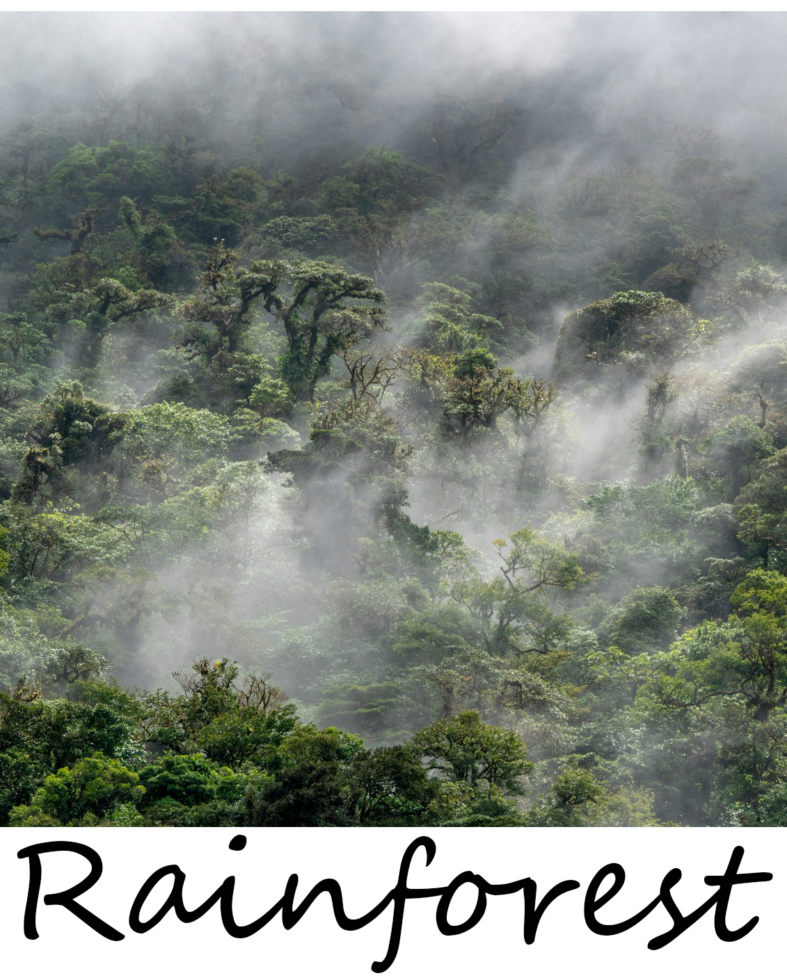 TreeFull_Rainforest TreeFull_Rainforest